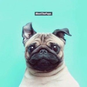 Meet your Posher, Cassandra